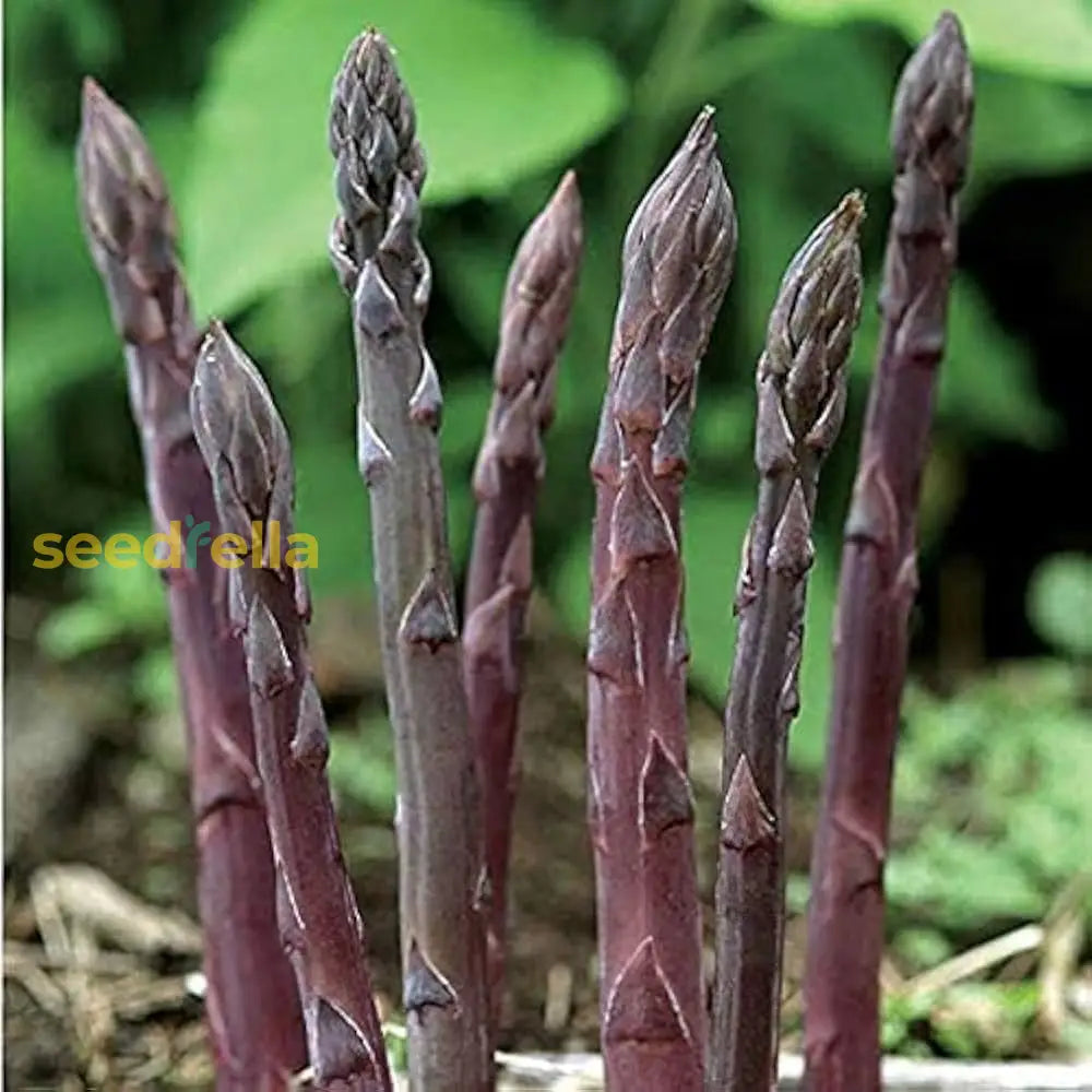 Purple Asparagus planting seeds non GMO for home gardens