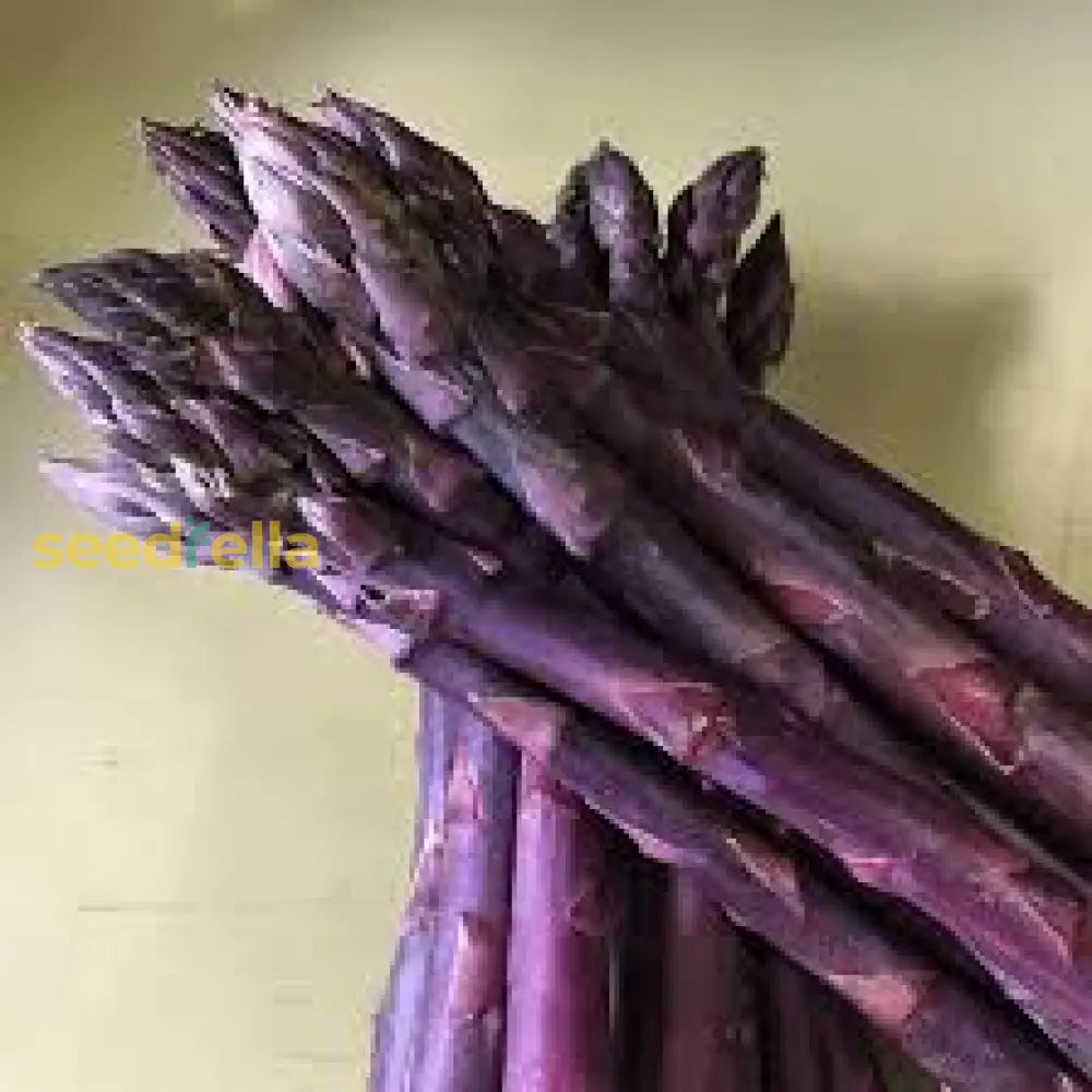 Purple Asparagus spears growing in garden bed