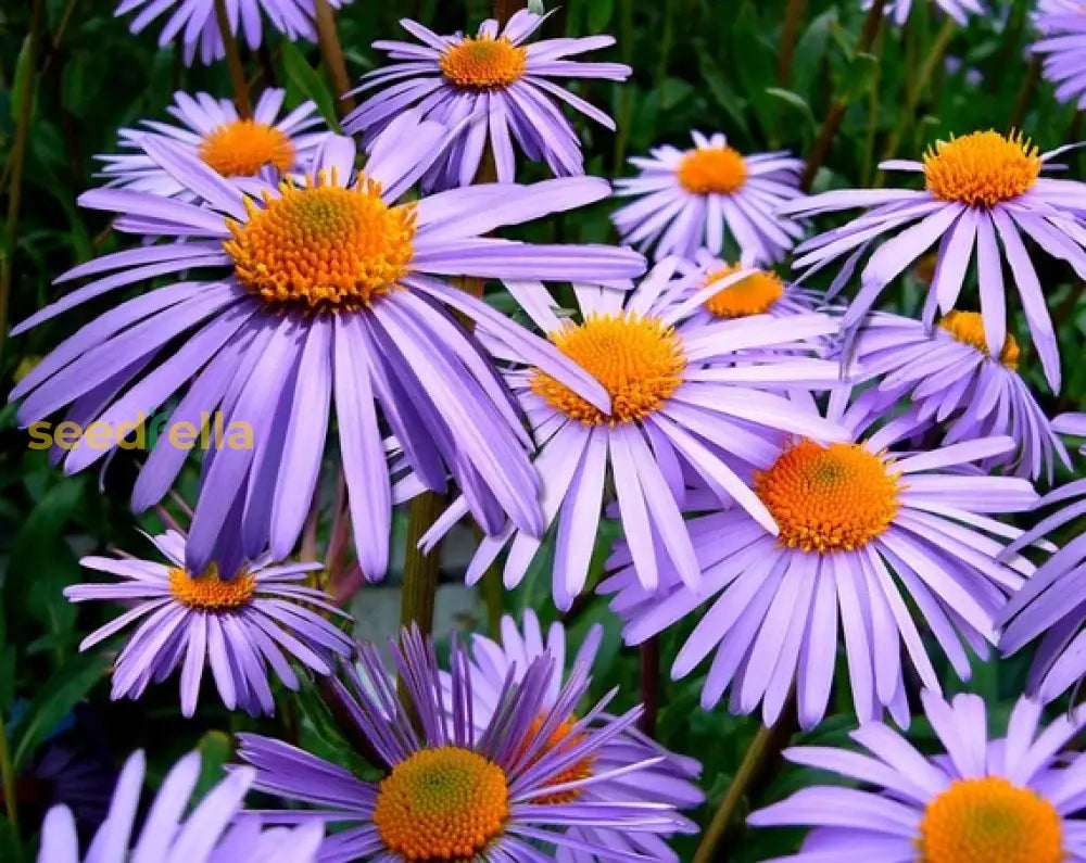 Purple Aster Novae Angliae Seeds For Perennial Planting Flower