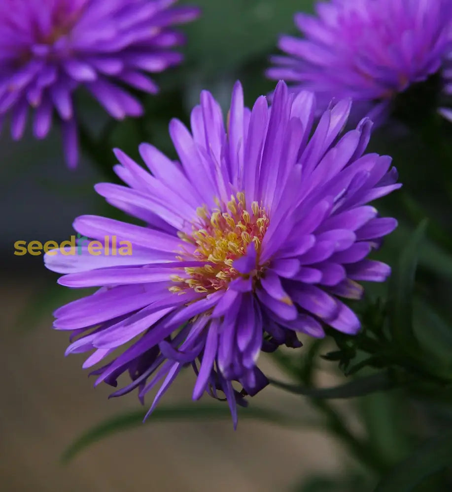 Purple Aster Seeds For Planting - Vibrant Callistephus Flowers