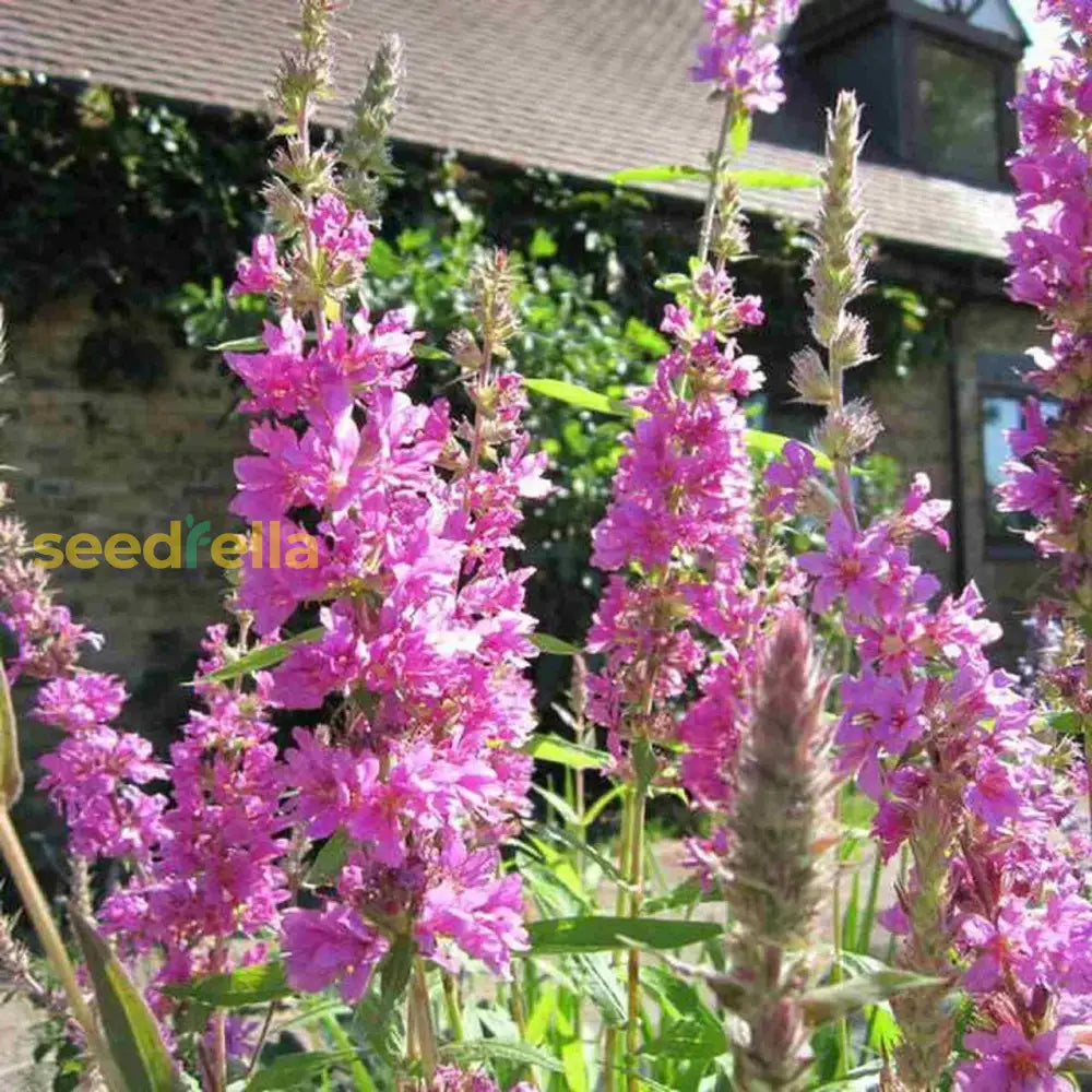 Purple Astilbe Flower Seeds For Planting