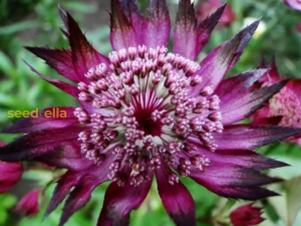 Easy to grow Purple Astrantia seeds for containers and gardens
