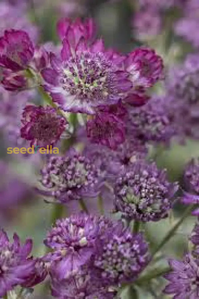 Purple Astrantia seeds for vibrant garden blooms
