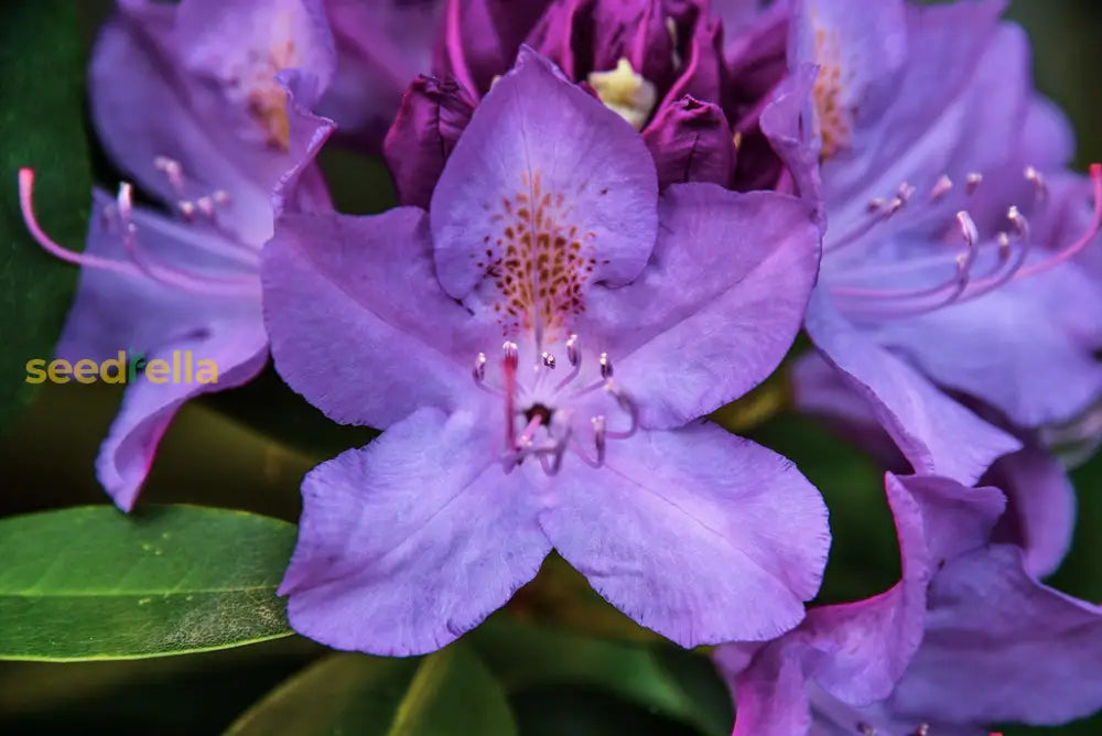 Purple Azalea Flower Seeds For Vibrant Planting