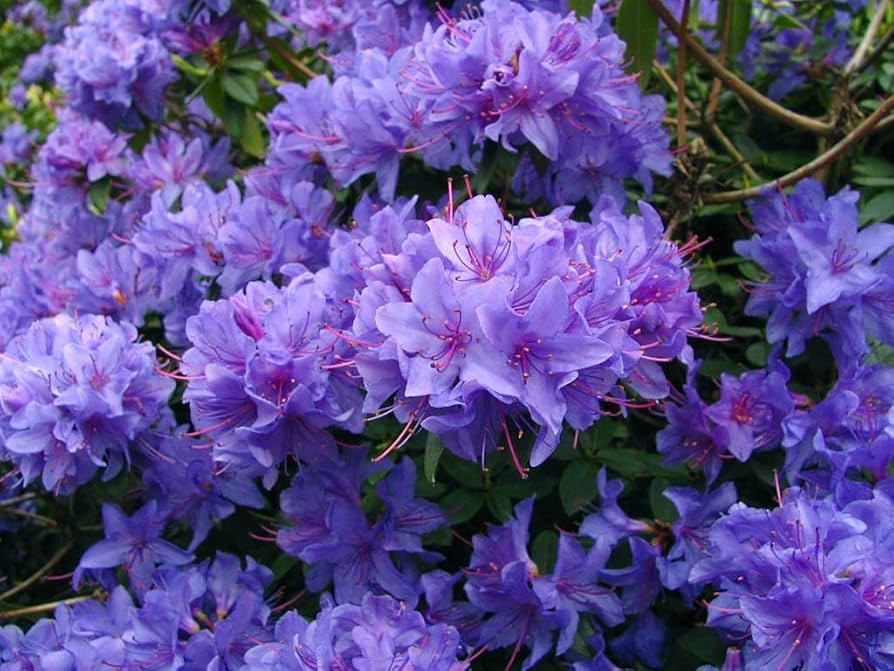 Purple Azalea Flower Seeds for Vibrant Planting