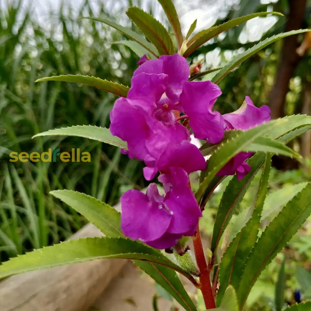 Purple Balsam Camellia Flower Seeds For Planting