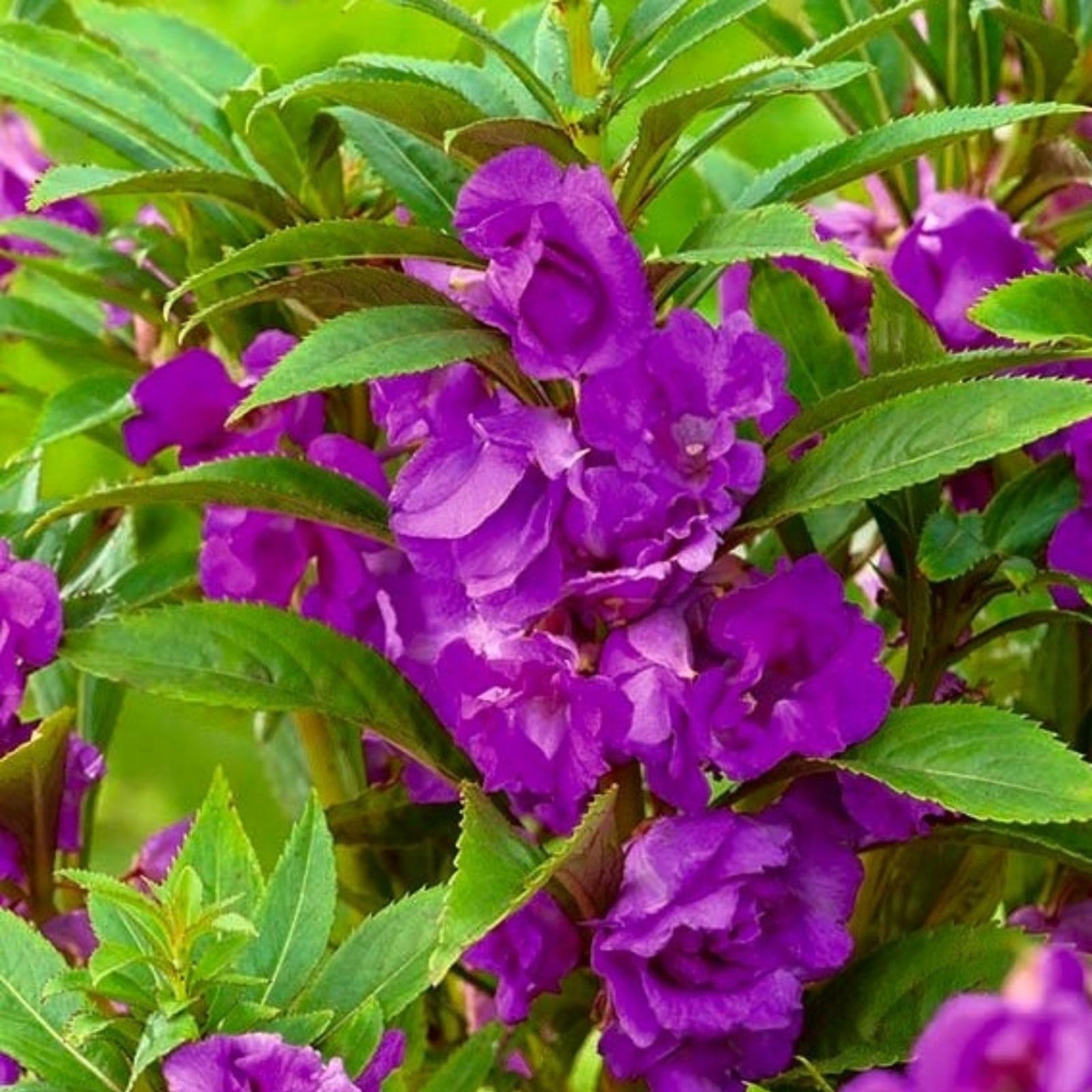 Purple Balsamine seeds for borders and garden beds
