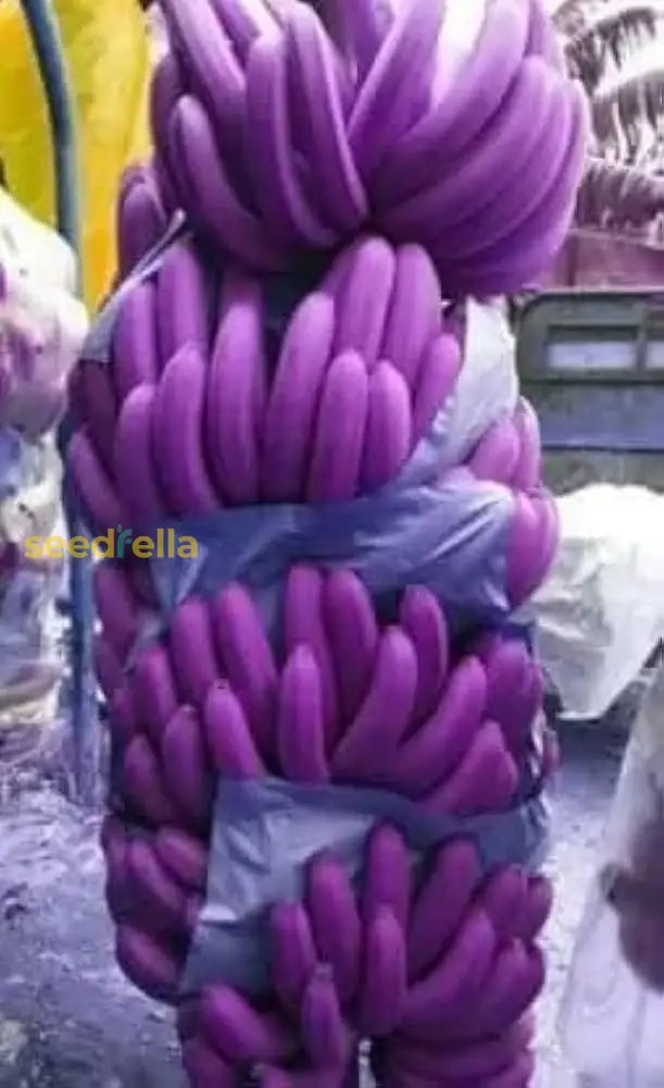 Purple Banana Fruit Seeds For Planting