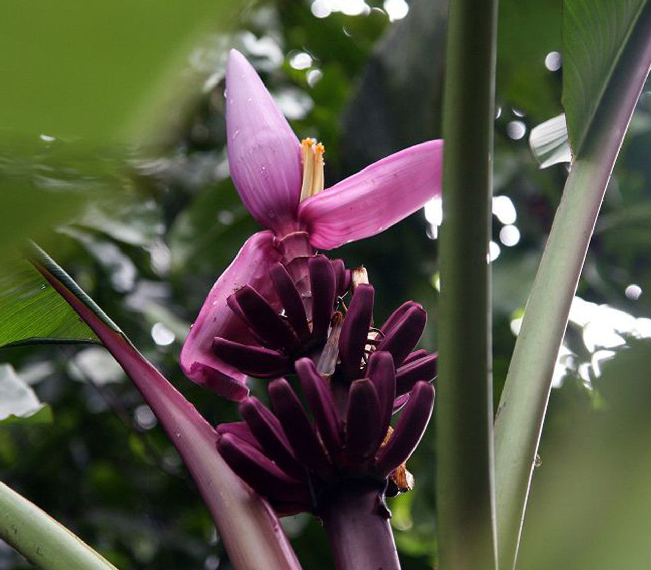 Purple Banana Plant Growing in Home Garden