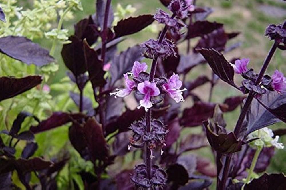 Purple Basil deep foliage grown from seeds