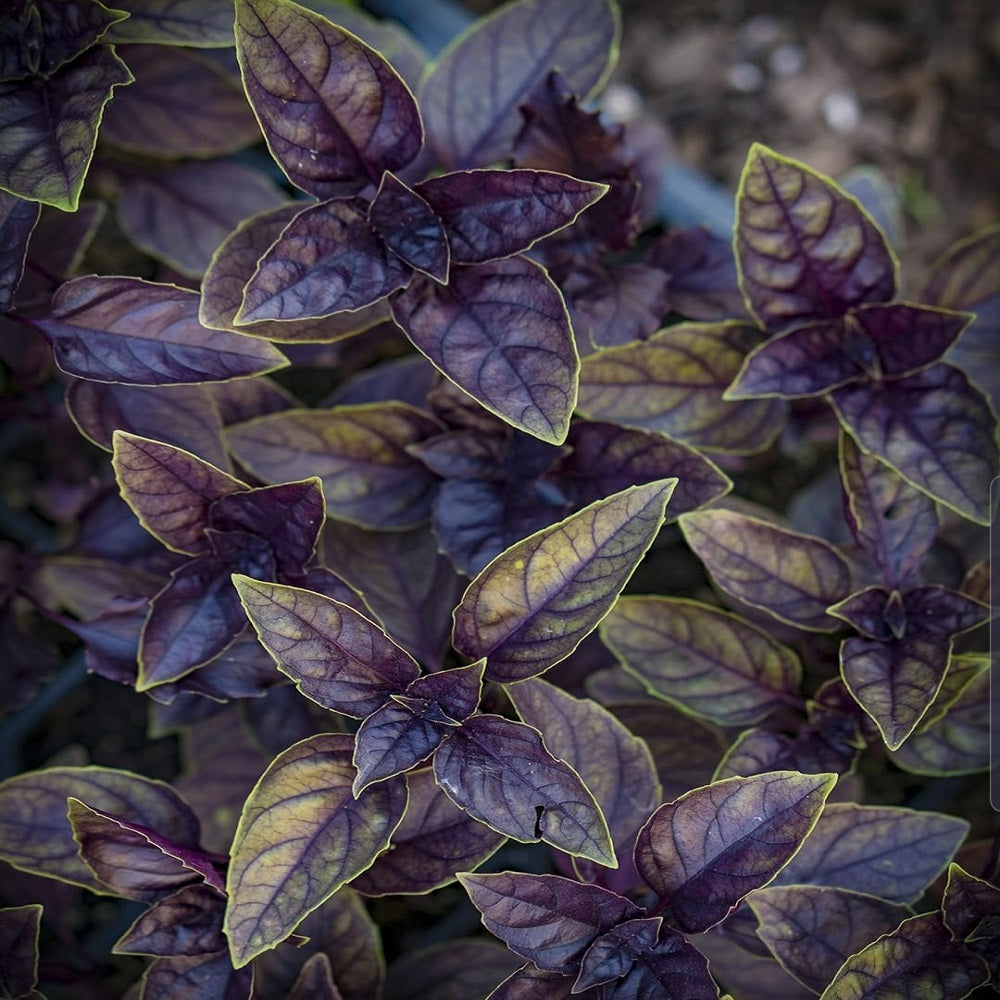 Planting guide for purple basil seeds