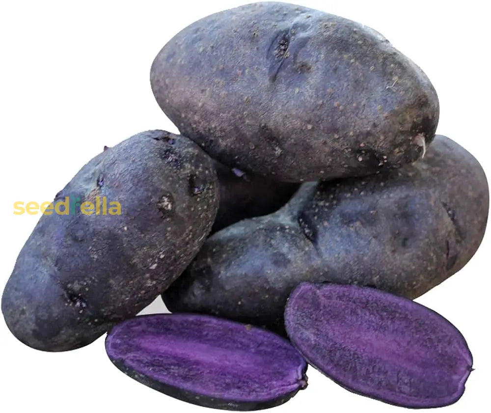 Purple Batatas Potato Seeds For Planting  Premium Vegetable Seeds