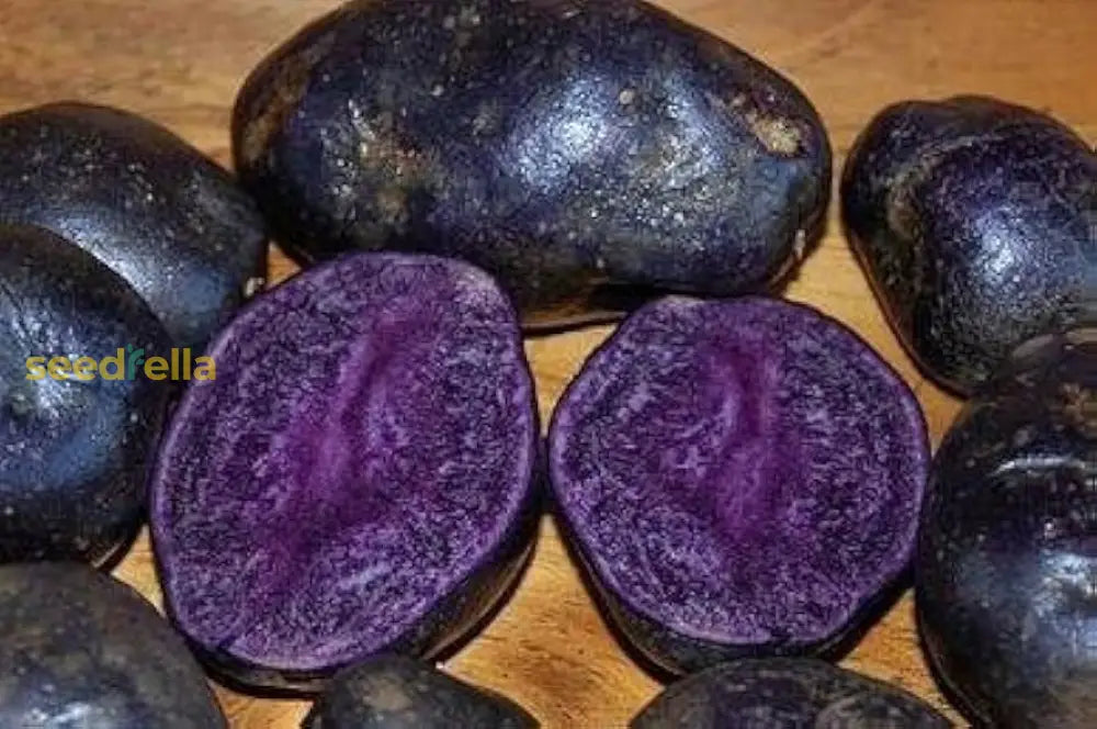 Purple Batatas Potato Seeds For Planting  Premium Vegetable Seeds