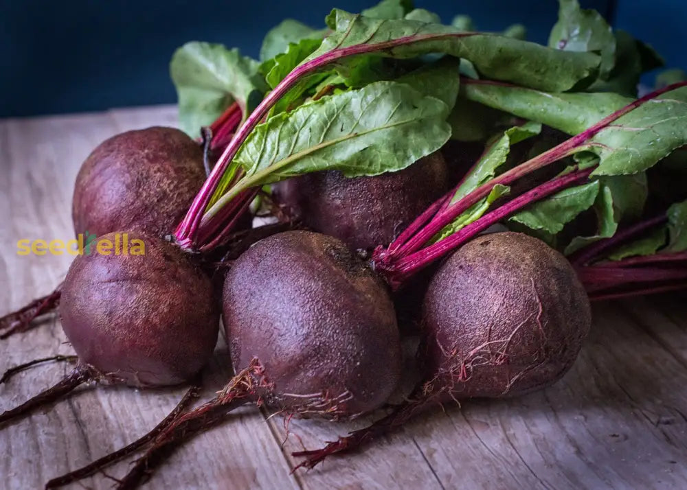 Purple Beet Seeds For Planting