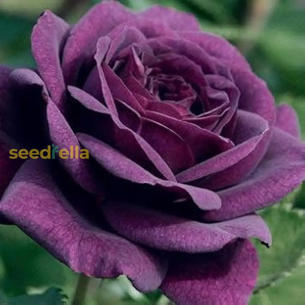 Close-up of Purple Black Rose petals and leaves