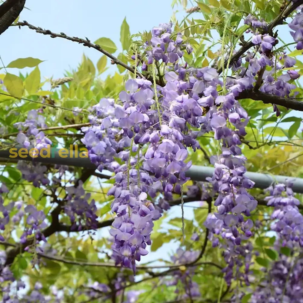 Purple Blue Wisteria Tree Seeds For Planting  Stunning Garden Blooms Plant Seeds