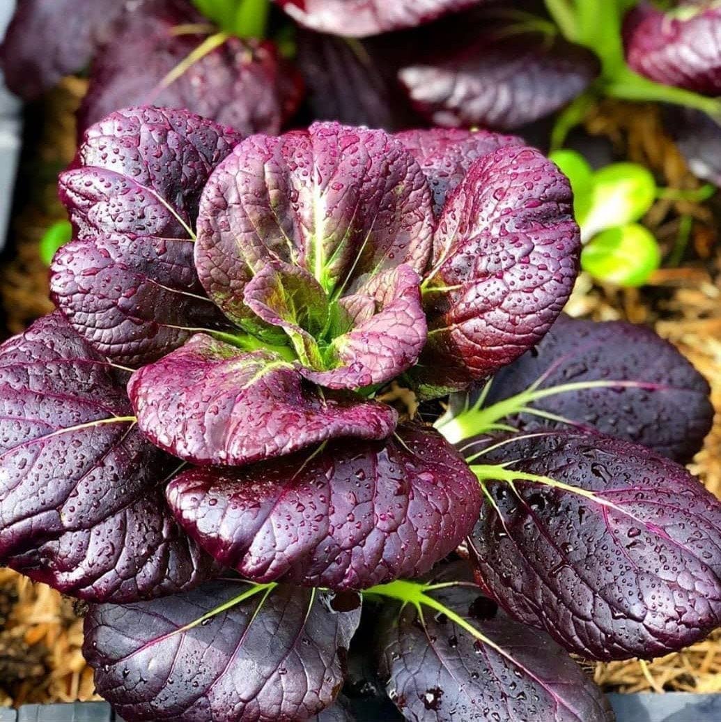 Purple bok choy plants grown from seeds