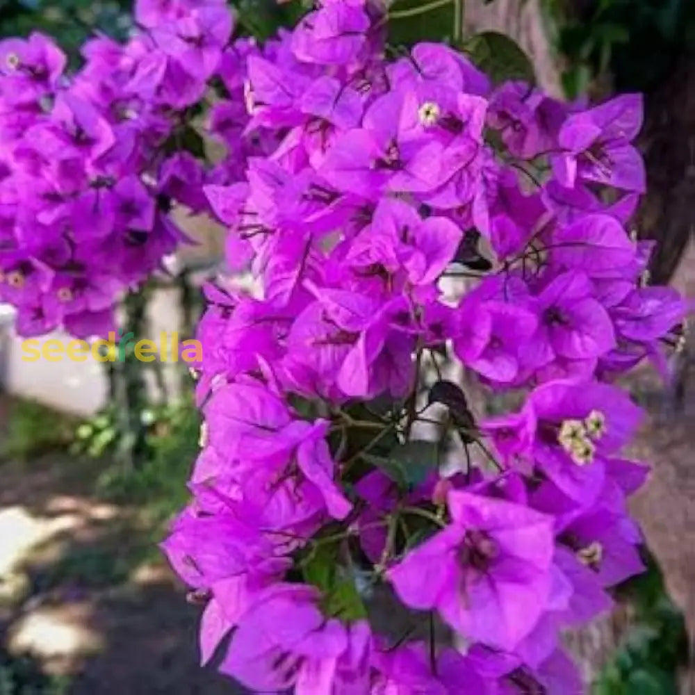 Purple Bougainvillea Flower Seeds For Easy Planting And Stunning Blooms