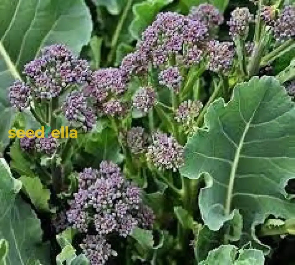 Purple Broccoli Seeds For Planting - Vibrant Nutritious Vegetable Seeds