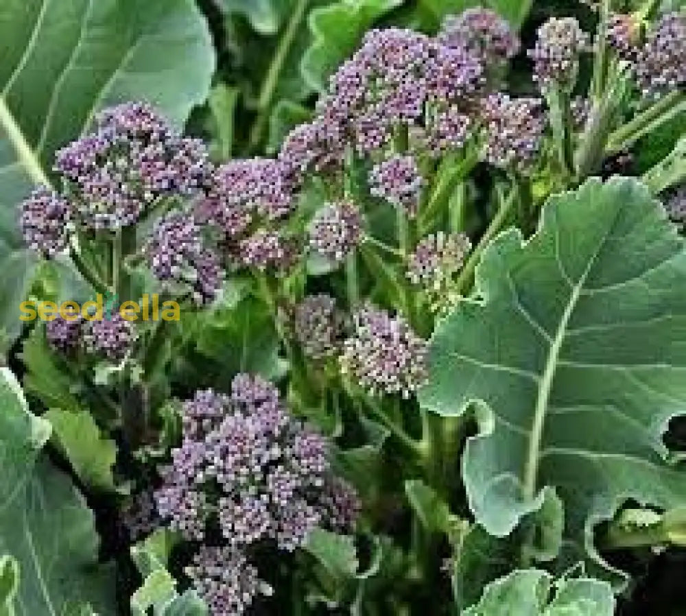 Purple Broccoli Seeds For Planting - Vibrant Nutritious Vegetable Seeds