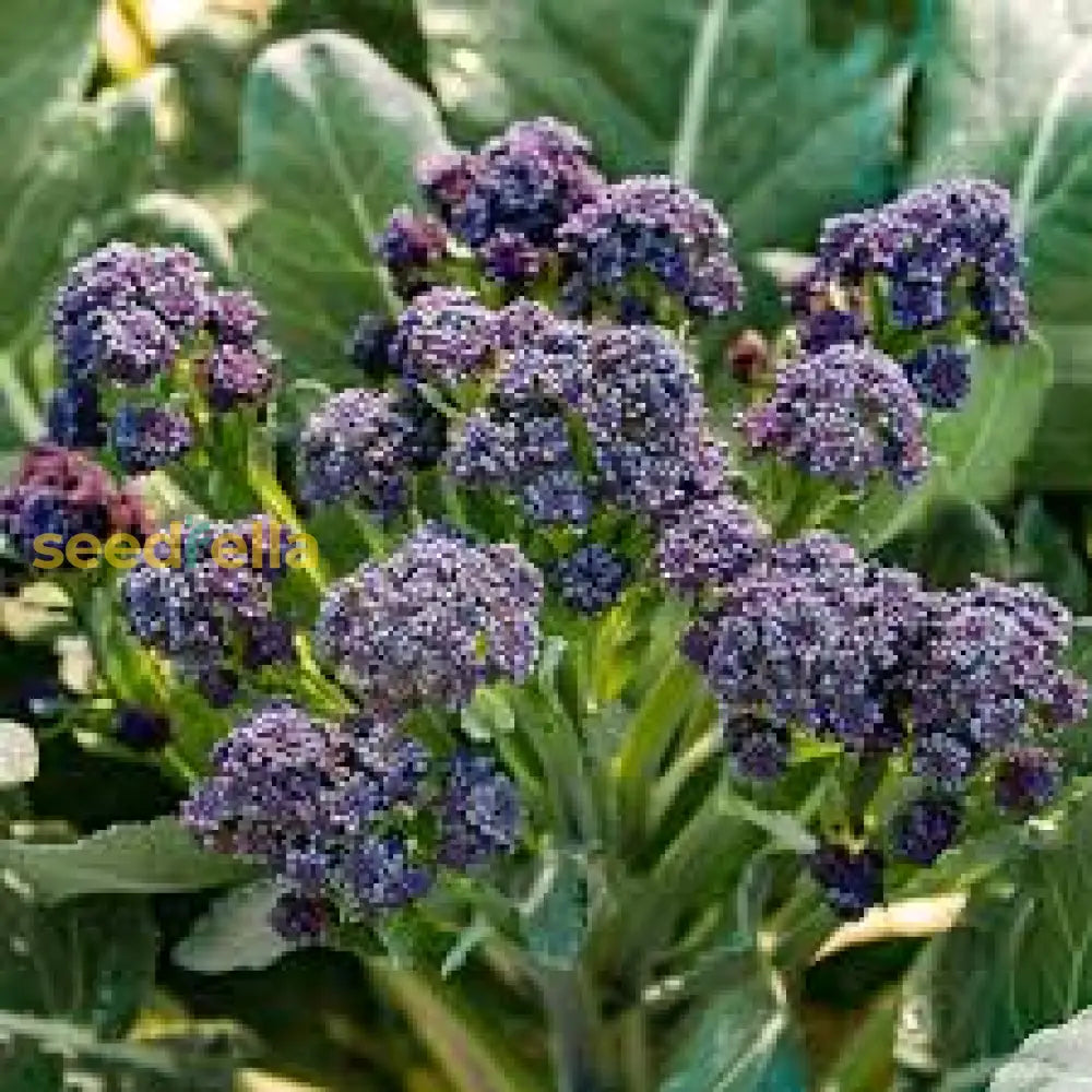 Purple Broccoli seeds growing guide