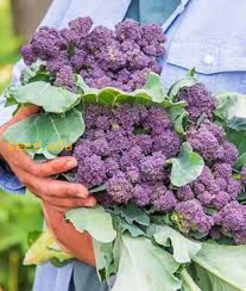 Purple Broccoli seeds vibrant variety