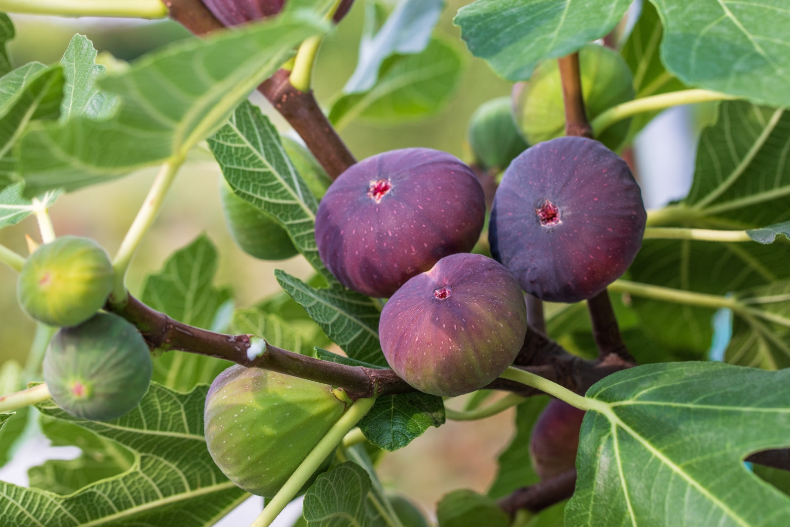 Purple brown fig seeds Ficus carica heirloom tree