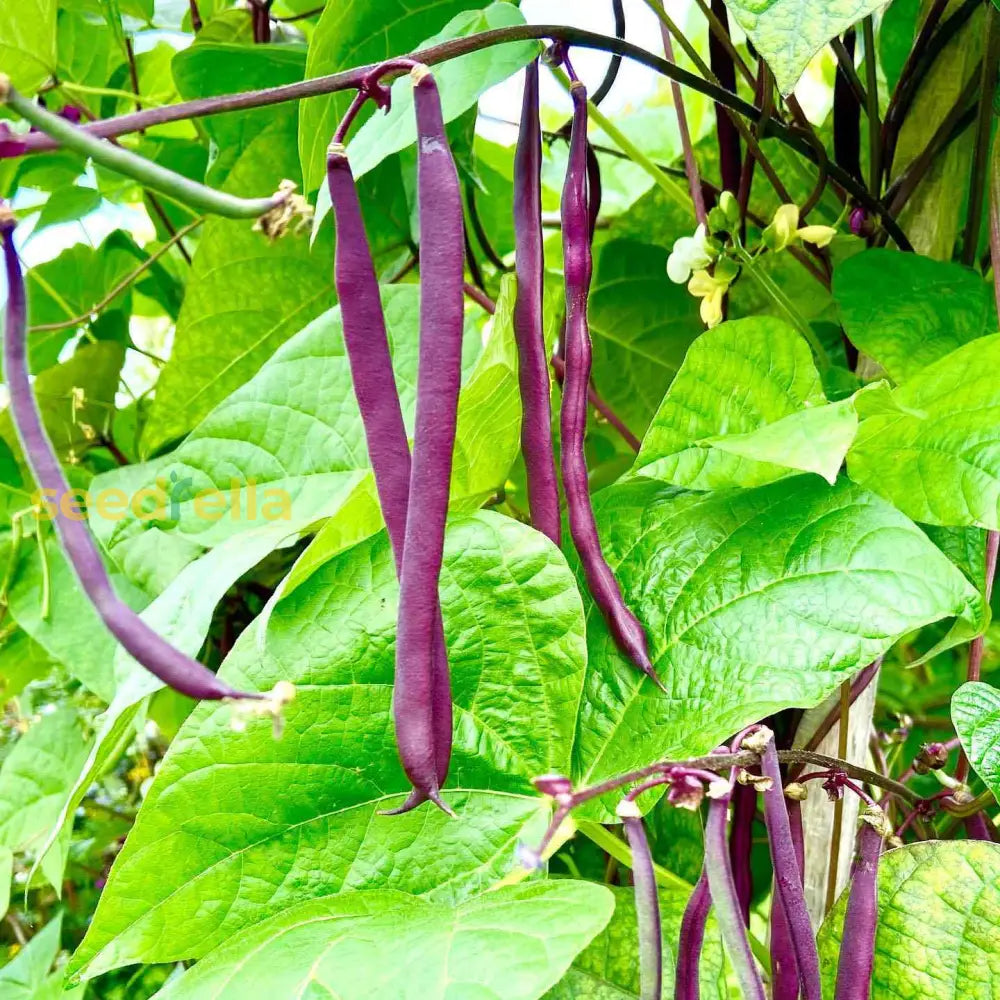 Purple Bush Bean seeds for planting