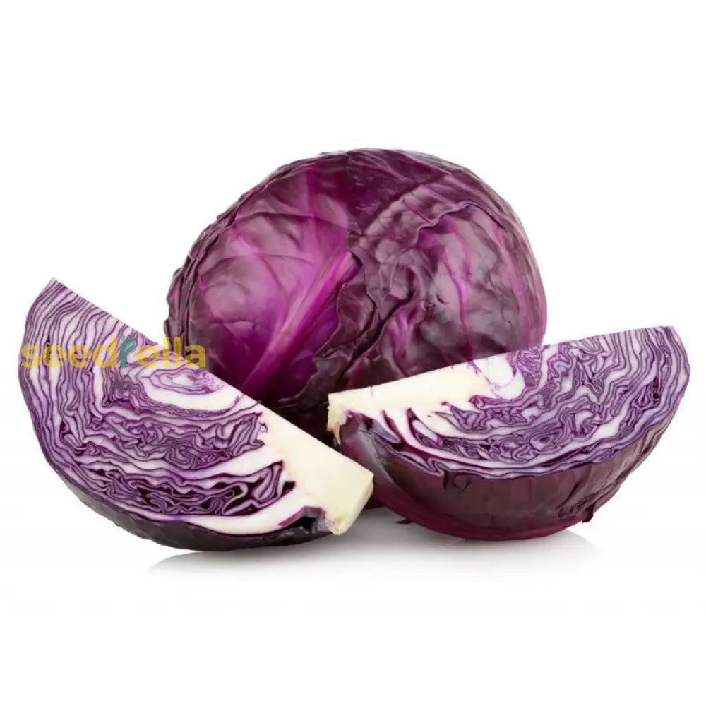 Purple cabbage Red Acre growing guide