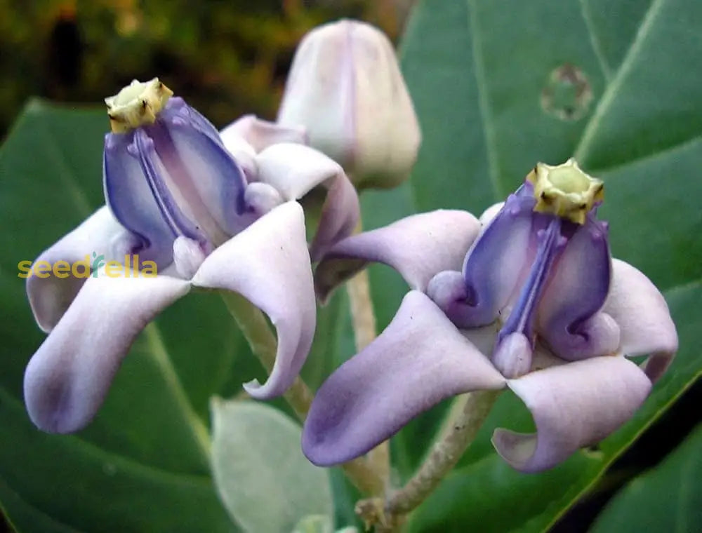 Purple Calotropis Gigantea Planting Seeds Flower