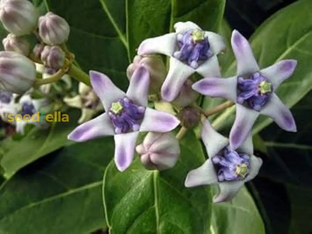 Purple Calotropis Gigantea Planting Seeds Flower