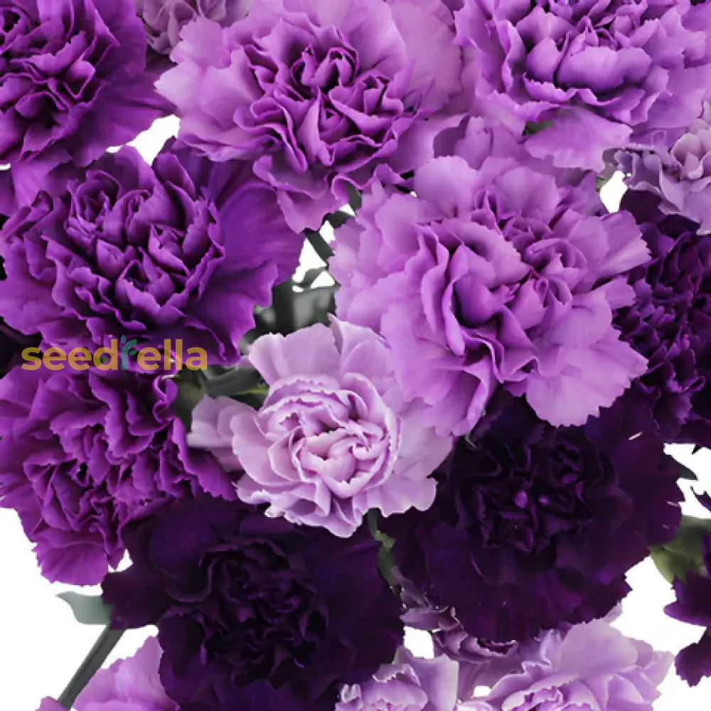 Purple Carnation Flower Seeds For Planting