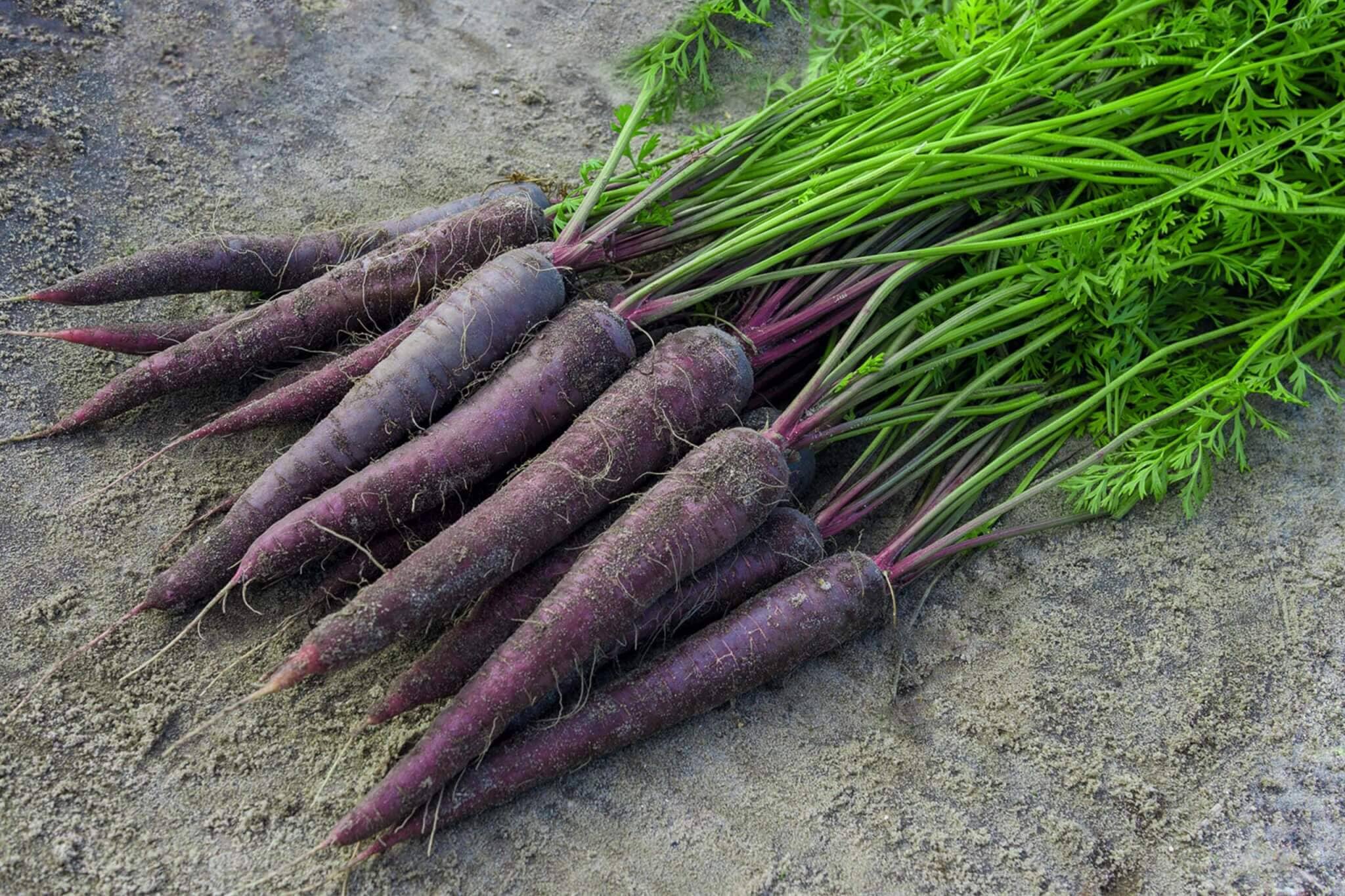 Purple carrot plants thriving in a raised garden bed