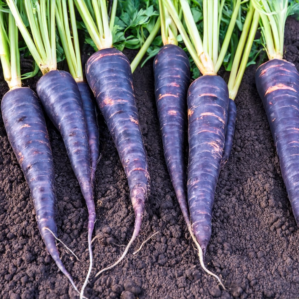 Fresh purple carrots harvested from the garden