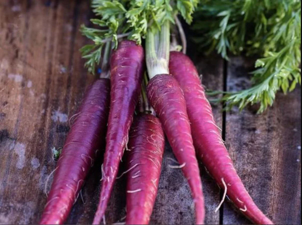 Purple carrot plants growing in straight garden rows