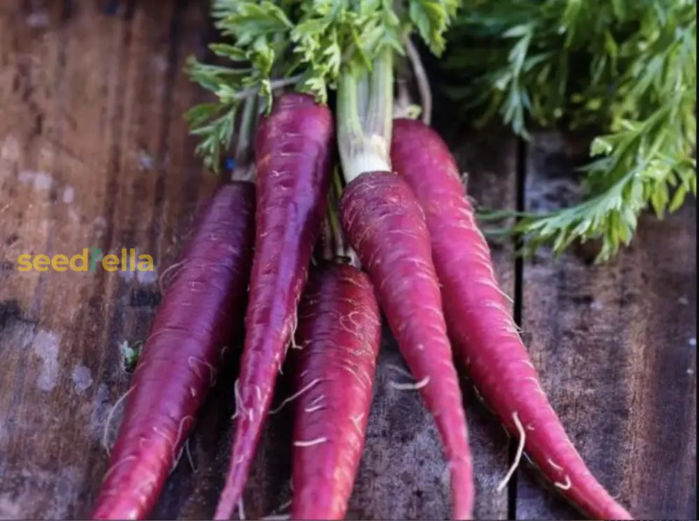 Purple Carrot Seeds - Hearty Planting Variety