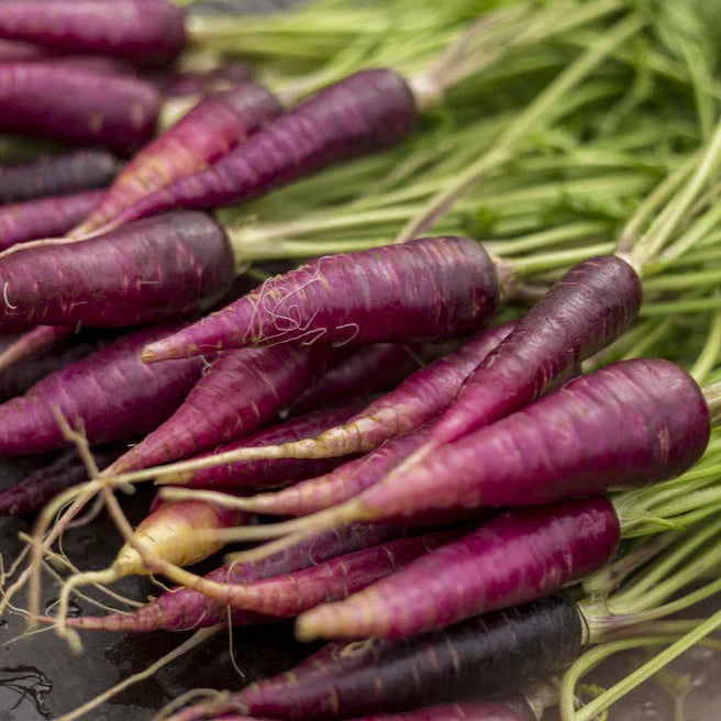 Non-GMO purple carrot seeds for planting