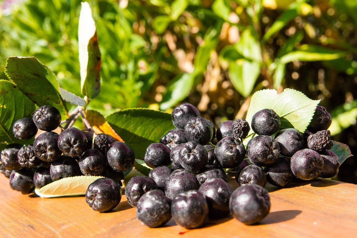 Purple chokeberry seeds with ripe purple berry clusters