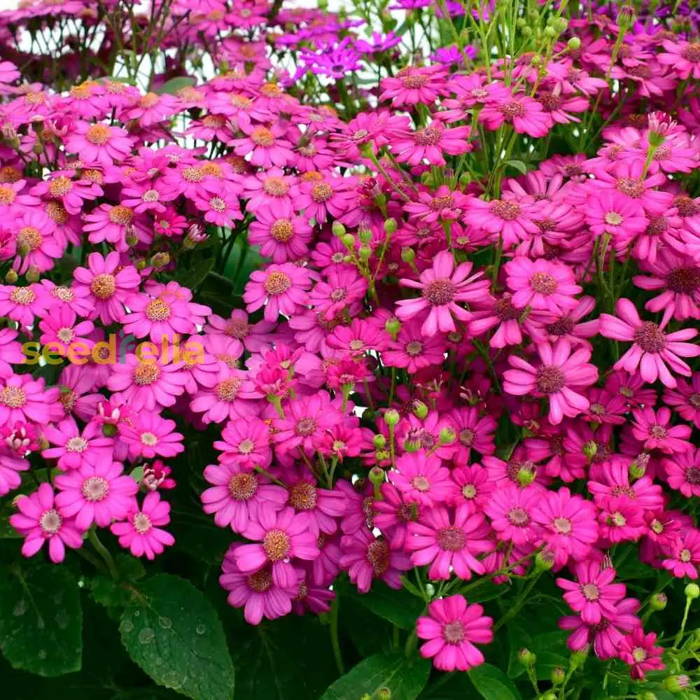 Purple Cineraria Flower Seeds For Planting - Vibrant Annual Blooms