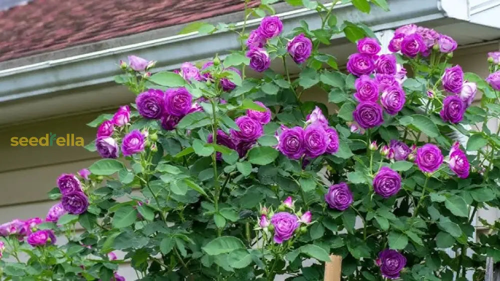 Purple Climbing Rose Seeds For Planting Flower