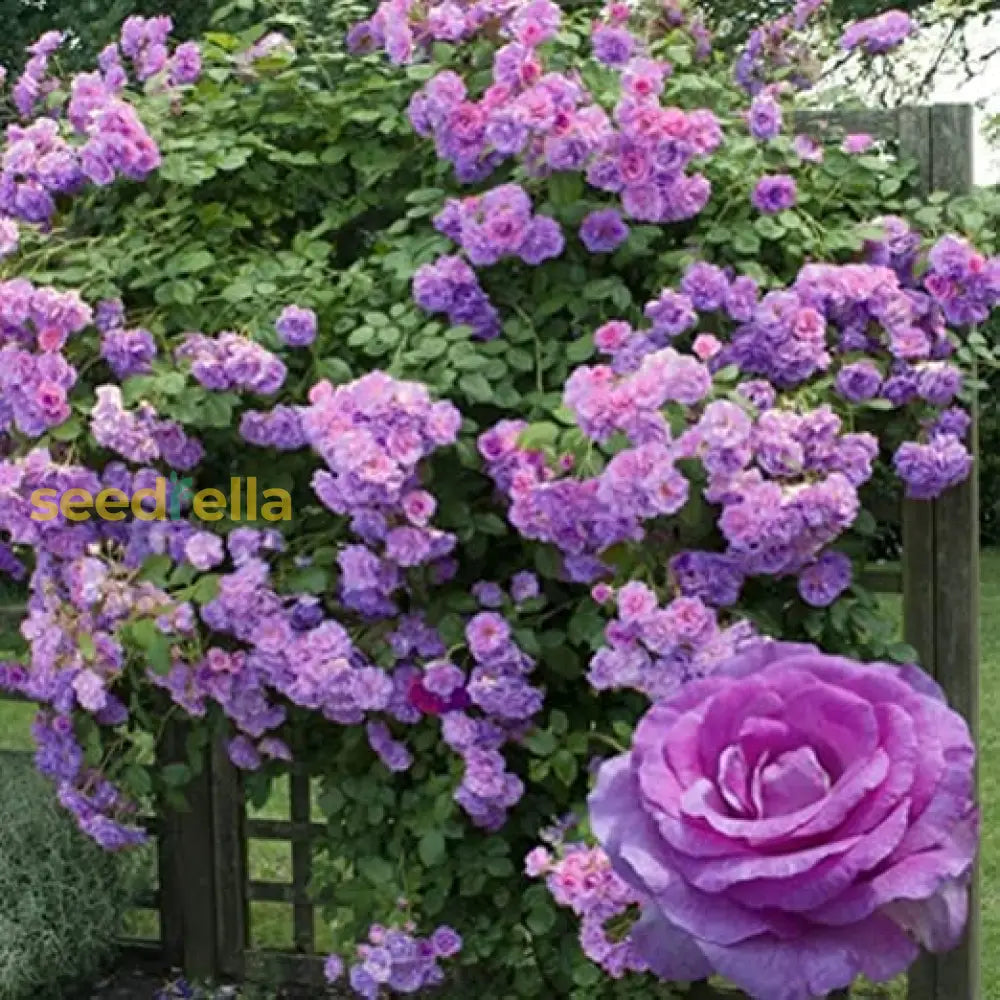 Purple Climbing Roses Flower Planting Seeds - Elegant Garden For Stunning Blooms