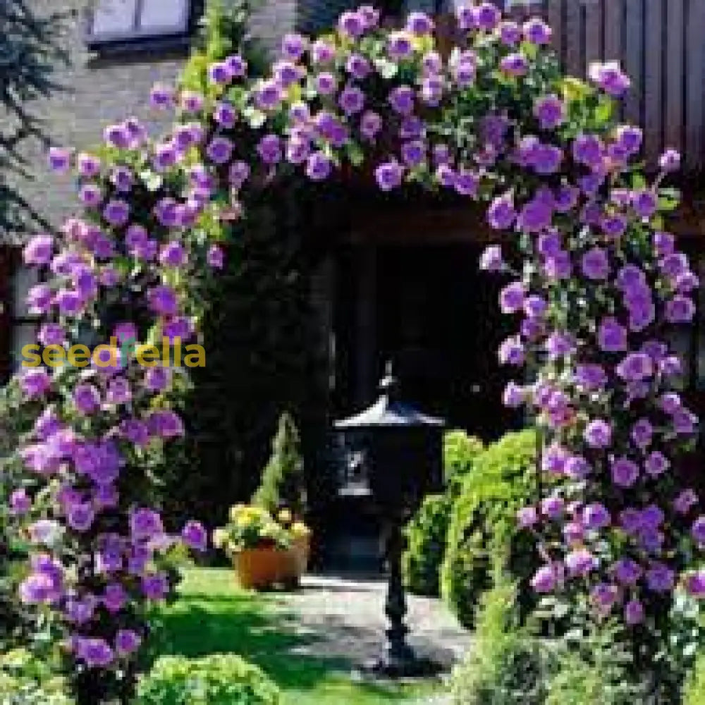 Purple Climbing Roses Flower Planting Seeds - Elegant Garden For Stunning Blooms