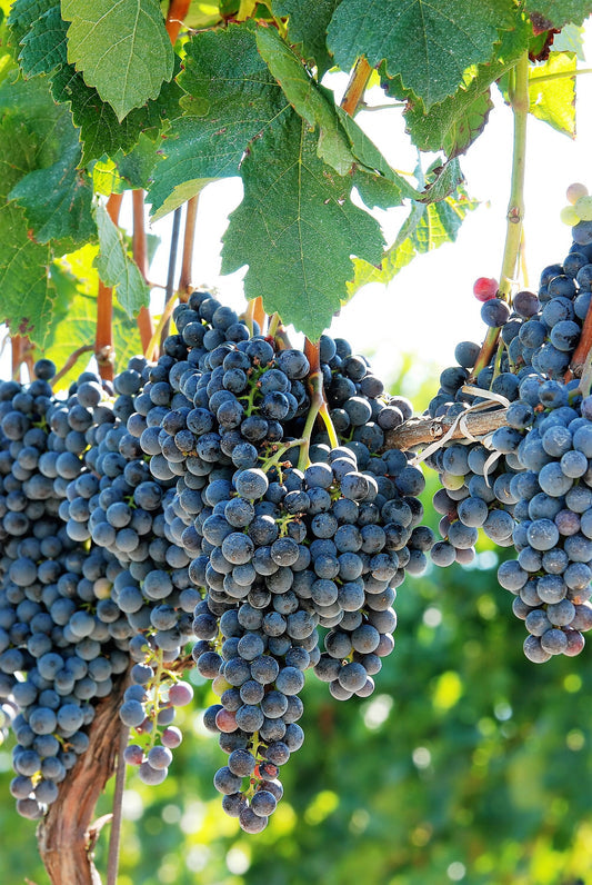 Purple Concord grape vine seeds for planting