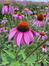 Purple Coneflower grown from seeds in meadow native garden