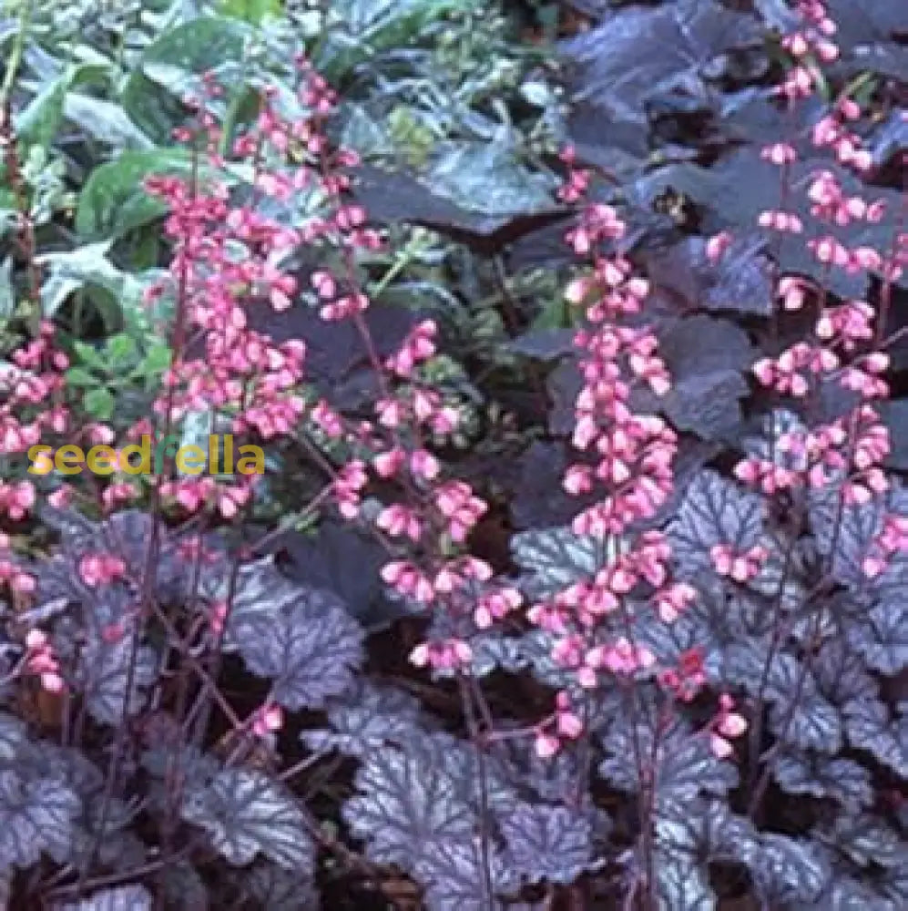Purple Coral Bell Planting Seeds For Colorful Gardens Plant Seeds