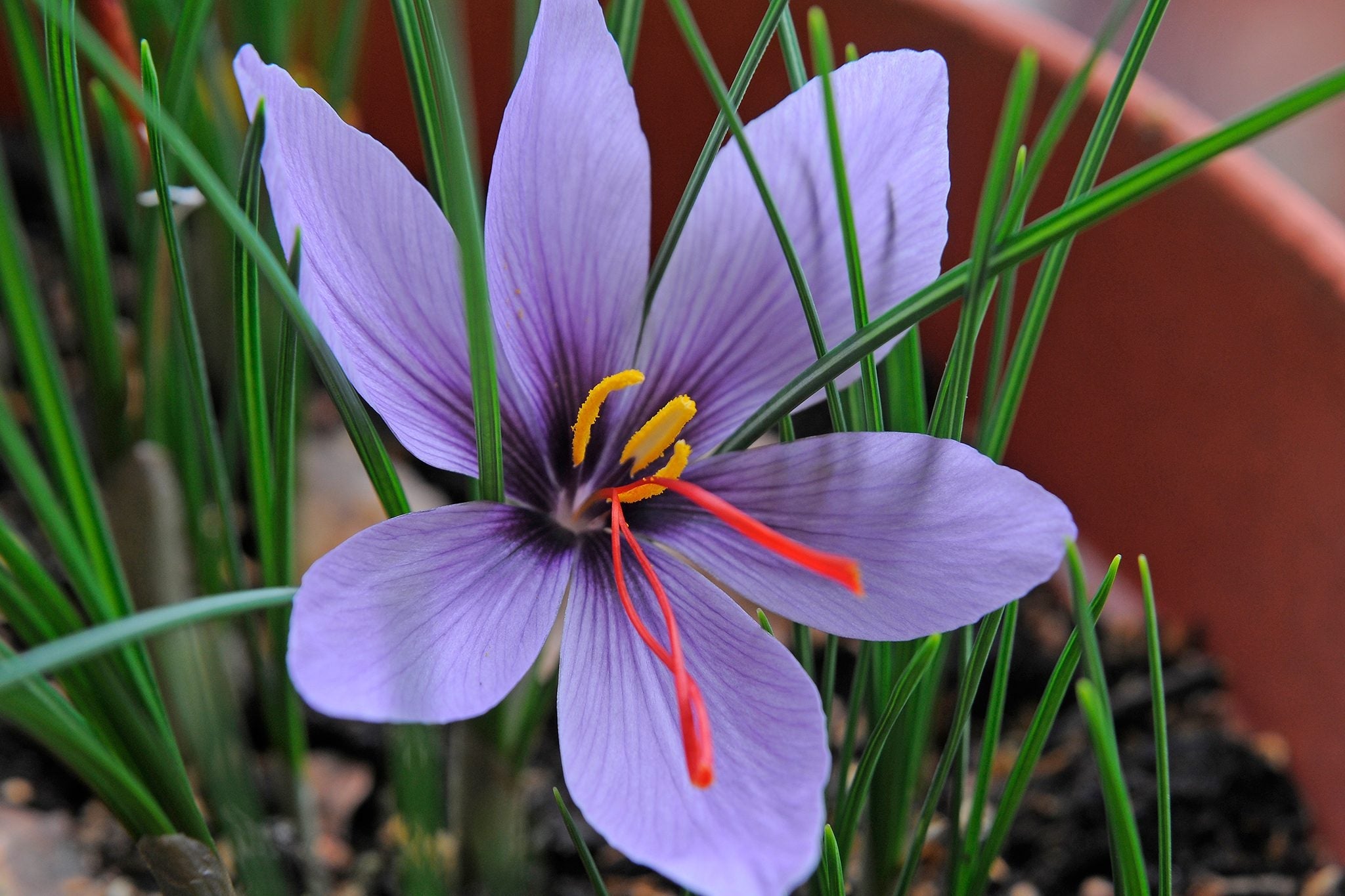 Purple Crocus Sativus Blooms – Non-GMO Flower Seeds