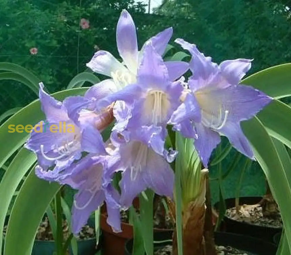 Purple Echte Amaryllis Seeds For Planting  Stunning Perennial Blooms Flower