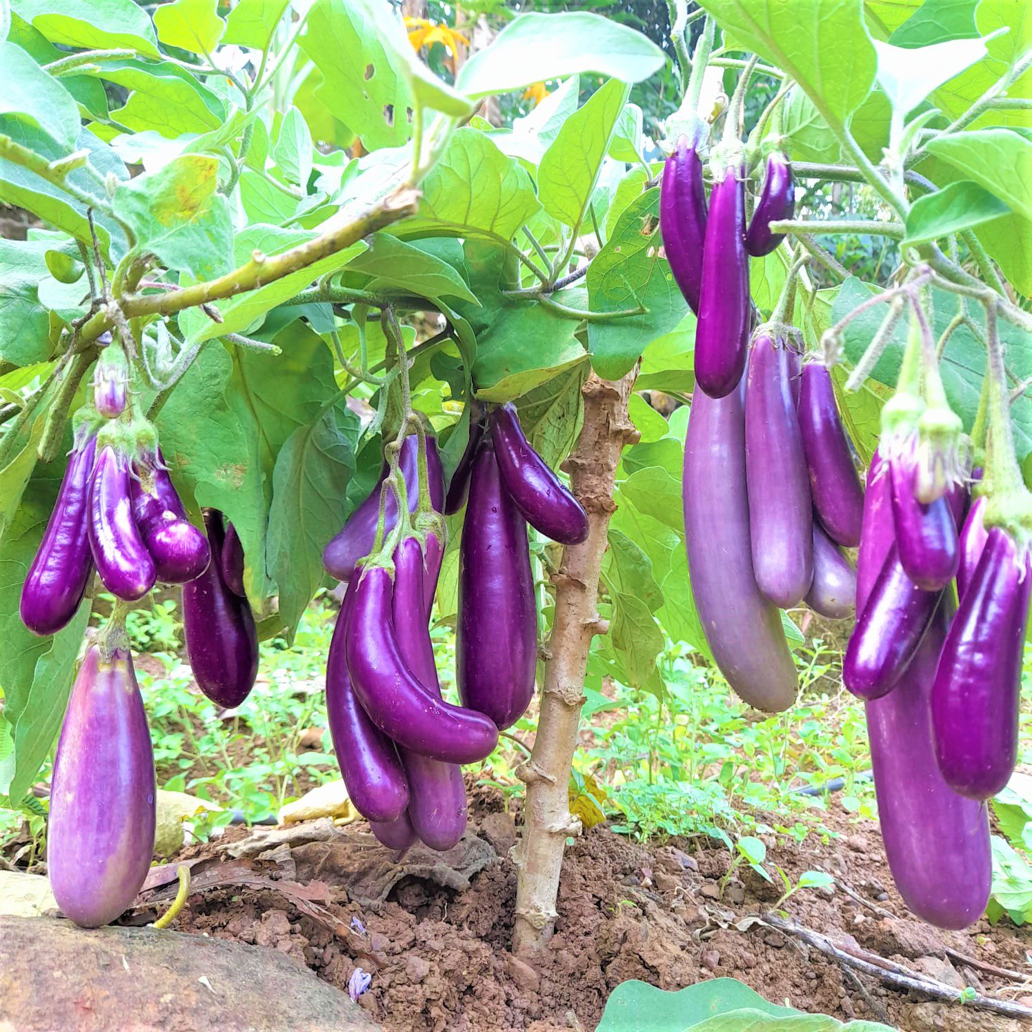 Purple eggplant plants growing in a home garden