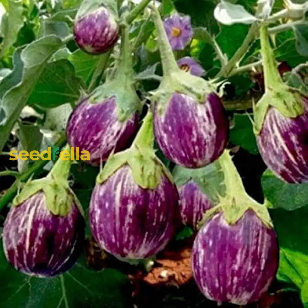 Purple Eggplant Seeds For Home Gardening Vegetable Seeds