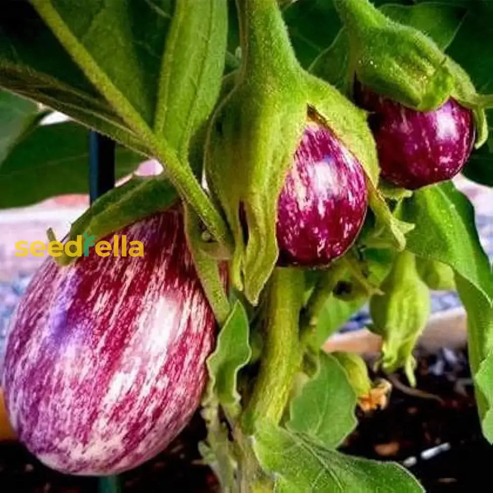 Purple Eggplant Seeds For Home Gardening Vegetable Seeds